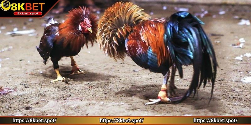 Cách xác định chiến kê thắng cuộc cho người mới