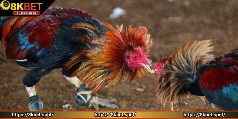 Cửa đầu tư độc đáo, hiếm gặp trả thưởng lớn