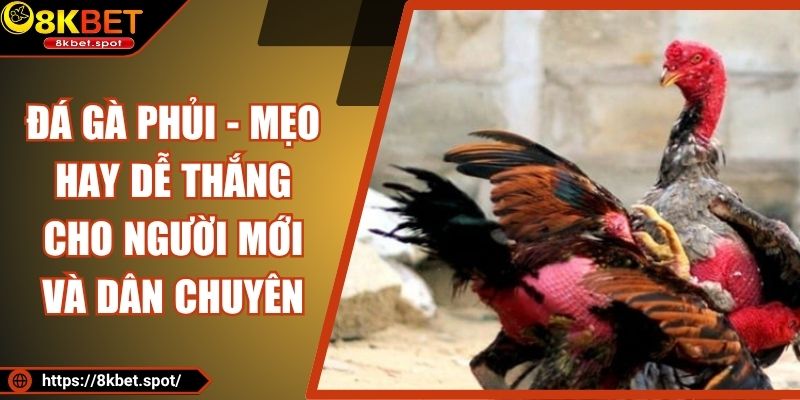 Đá Gà Phủi - Mẹo Hay Dễ Thắng Cho Người Mới Và Dân Chuyên