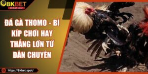 Đá Gà Thomo - Bí Kíp Chơi Hay Thắng Lớn Từ Dân Chuyên