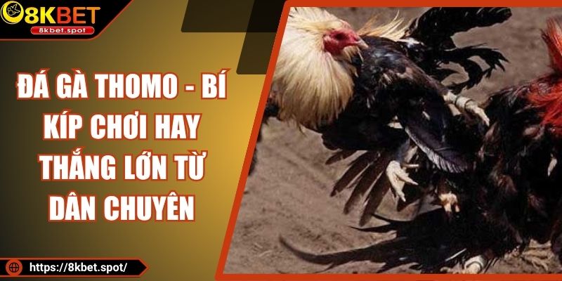 Đá Gà Thomo - Bí Kíp Chơi Hay Thắng Lớn Từ Dân Chuyên