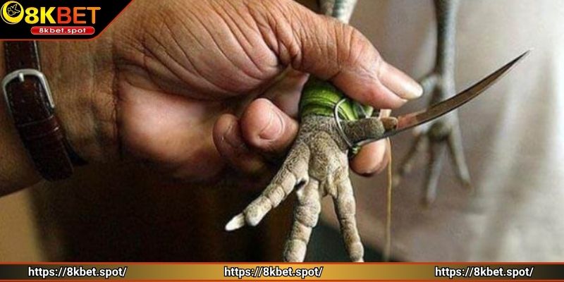 Hình thức đá gà 8KBET kịch tính từng pha ra đòn