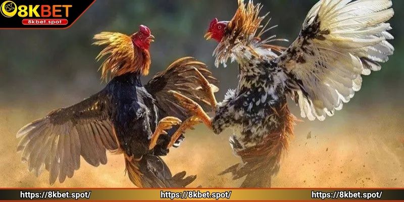 Khám phá chi tiết về đá gà Thomo nổi tiếng