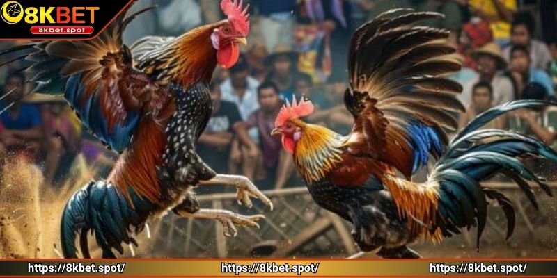 Phân tích kỹ lịch sử thi đấu của chiến kê để tăng tỷ lệ thắng