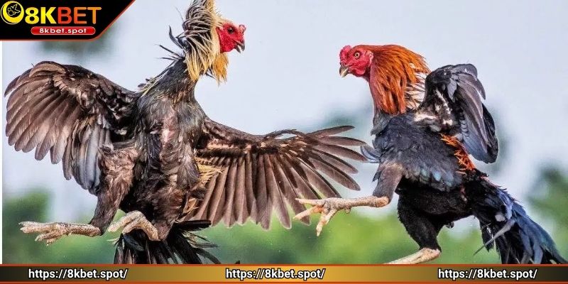 Tân thủ cần nắm rõ cách chơi đá gà phủi